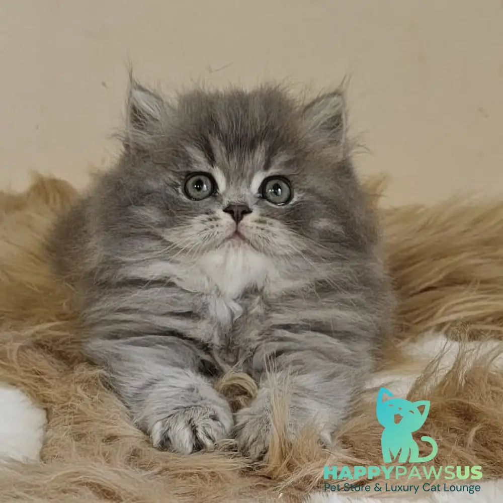 Kolin Scottish Straight male blue spotted tabby - live animals