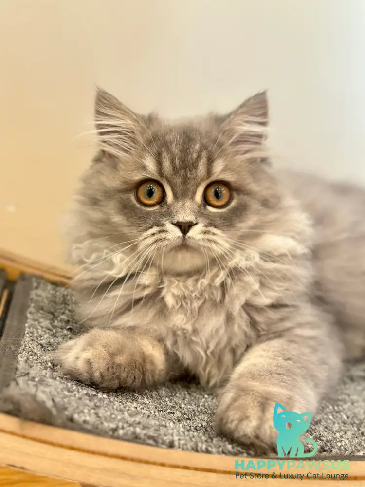 Kolin Scottish Straight male blue spotted tabby - live animals