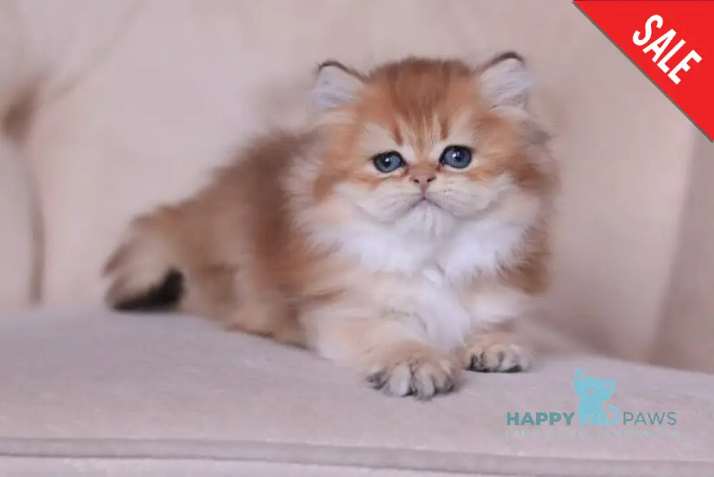 Kolombina British Longhair female black golden shaded live animals