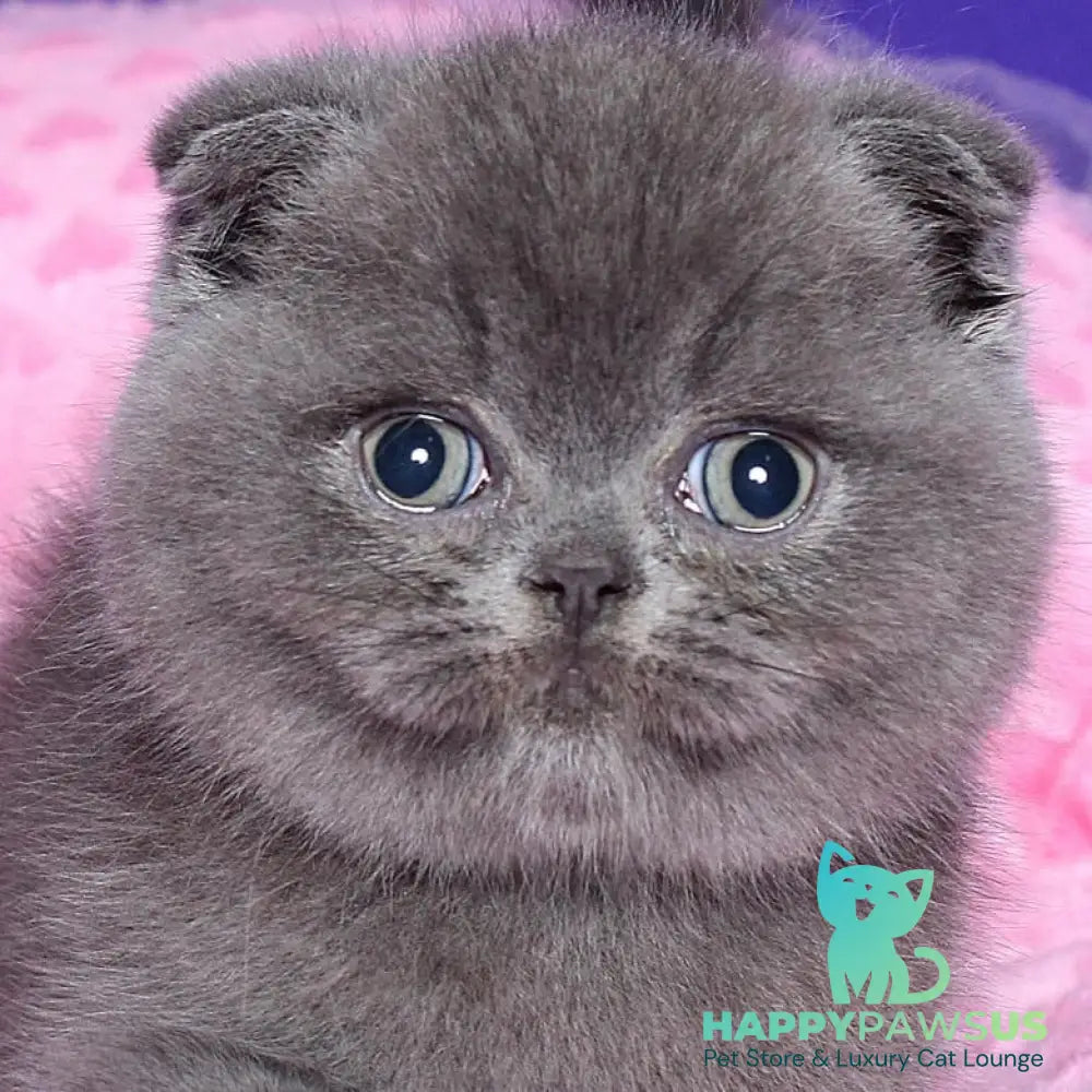 Kolt Scottish Fold male blue