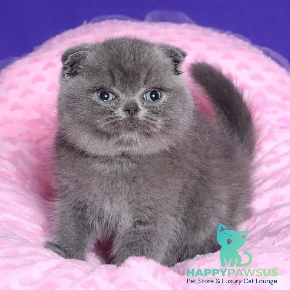 Kolt Scottish Fold male blue