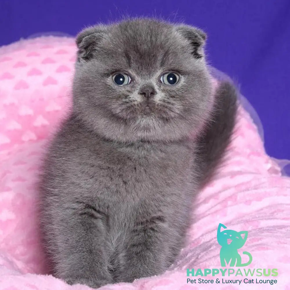 Kolt Scottish Fold male blue