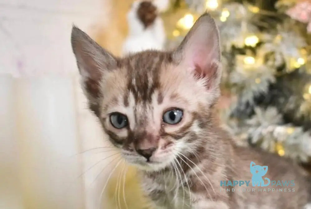 Kompot Bengal male snow tabby charcoal live animals