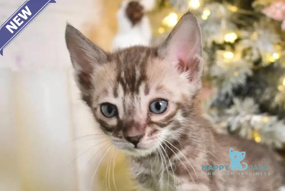 Kompot Bengal male snow tabby charcoal live animals