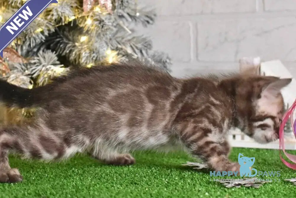 Kompot Bengal male snow tabby charcoal live animals