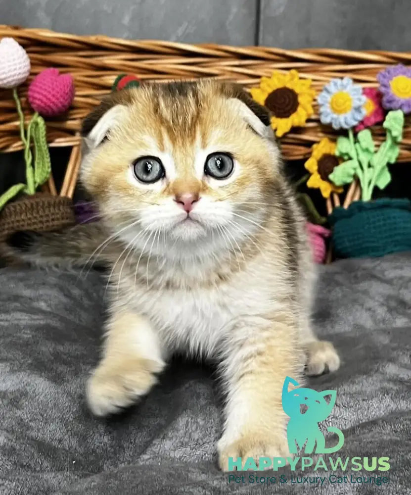 Konan Scottish Fold male black golden ticked tabby - live animals