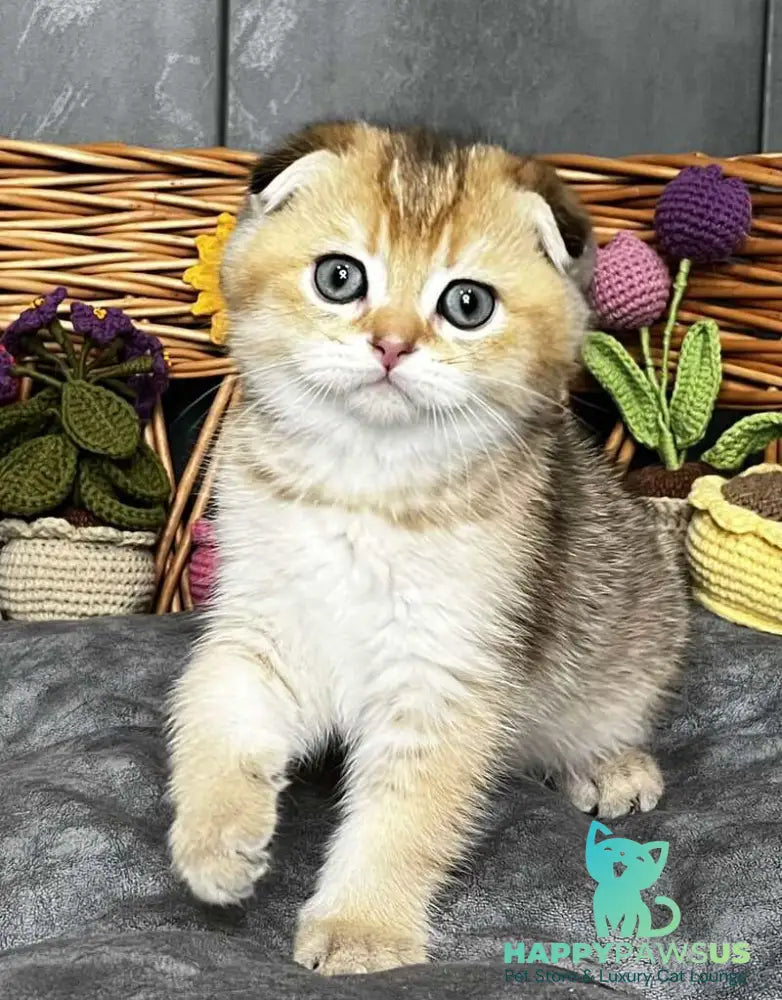Konan Scottish Fold male black golden ticked tabby - live animals