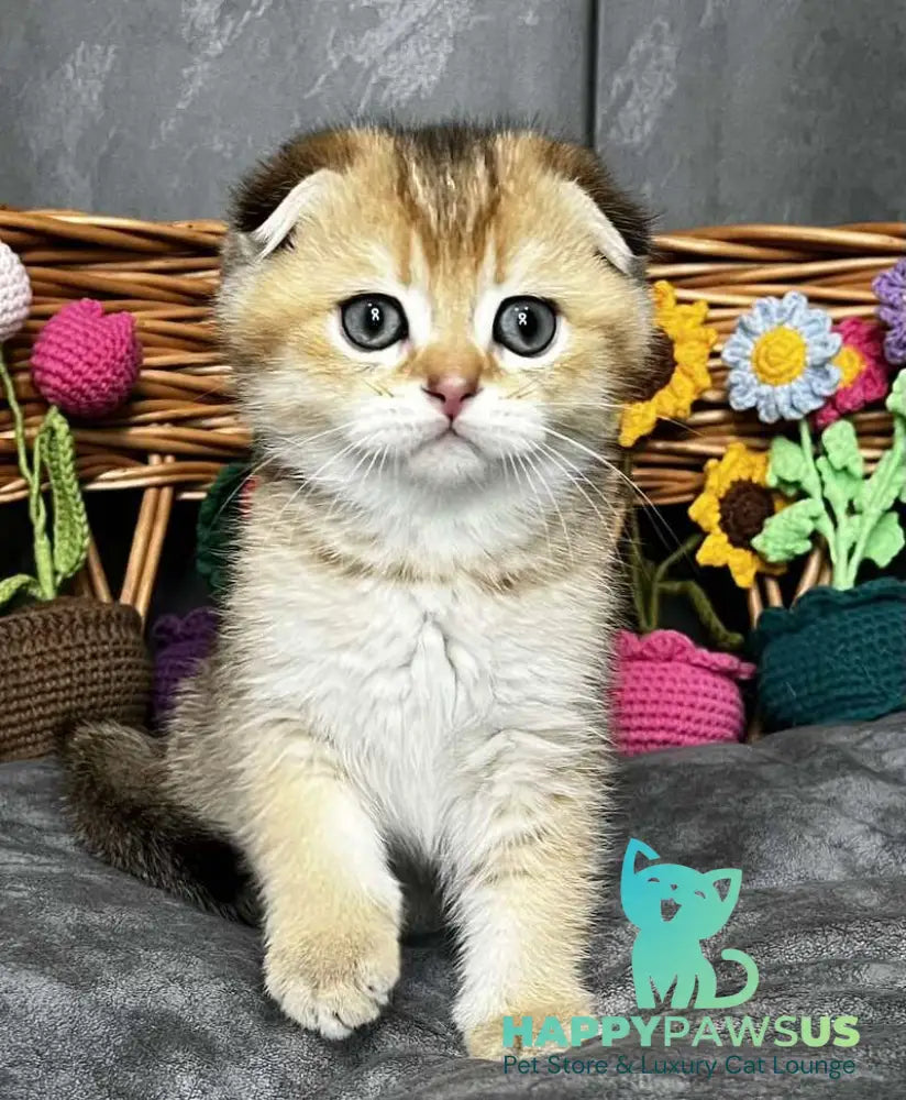 Konan Scottish Fold male black golden ticked tabby - live animals