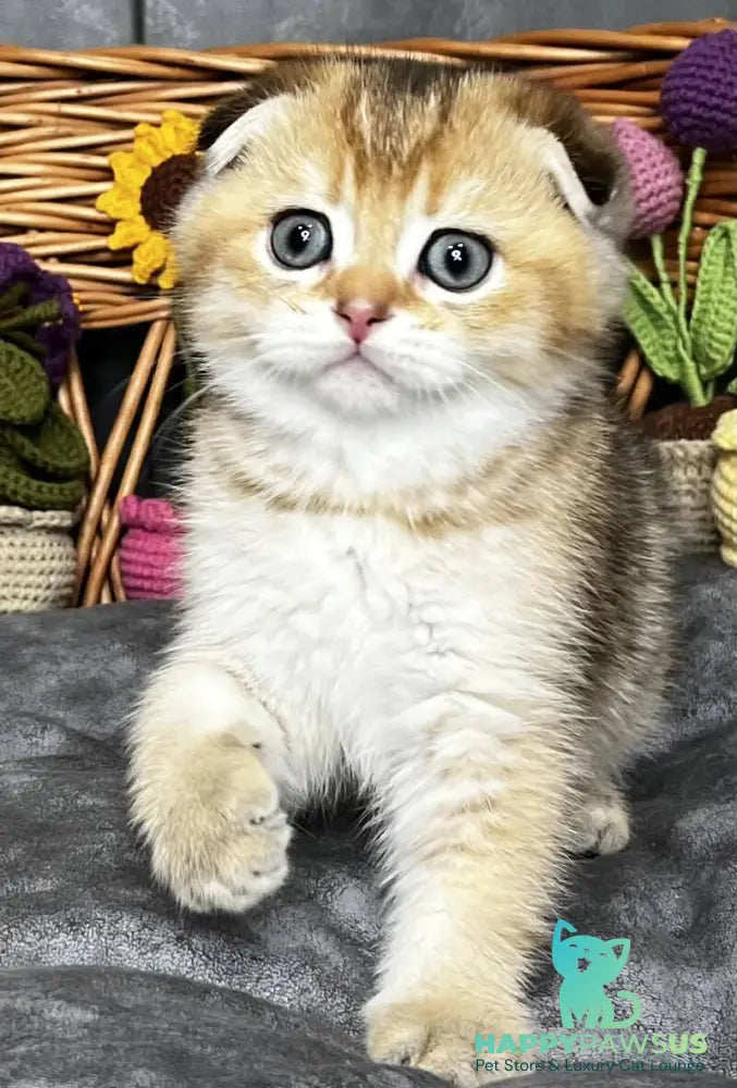 Konan Scottish Fold male black golden ticked tabby - live animals
