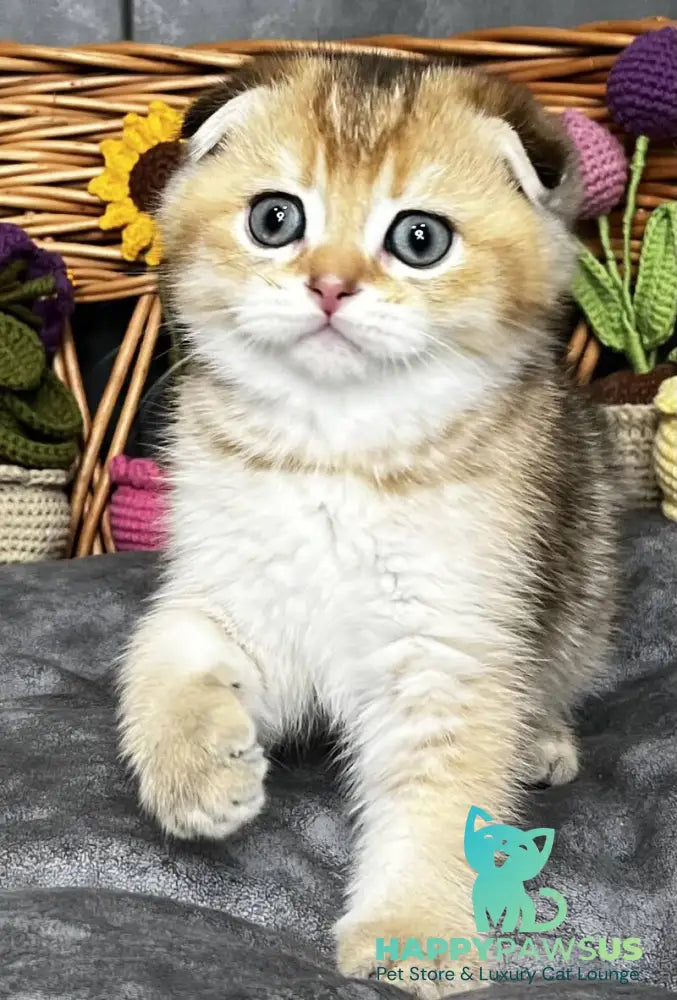 Konan Scottish Fold male black golden ticked tabby - live animals