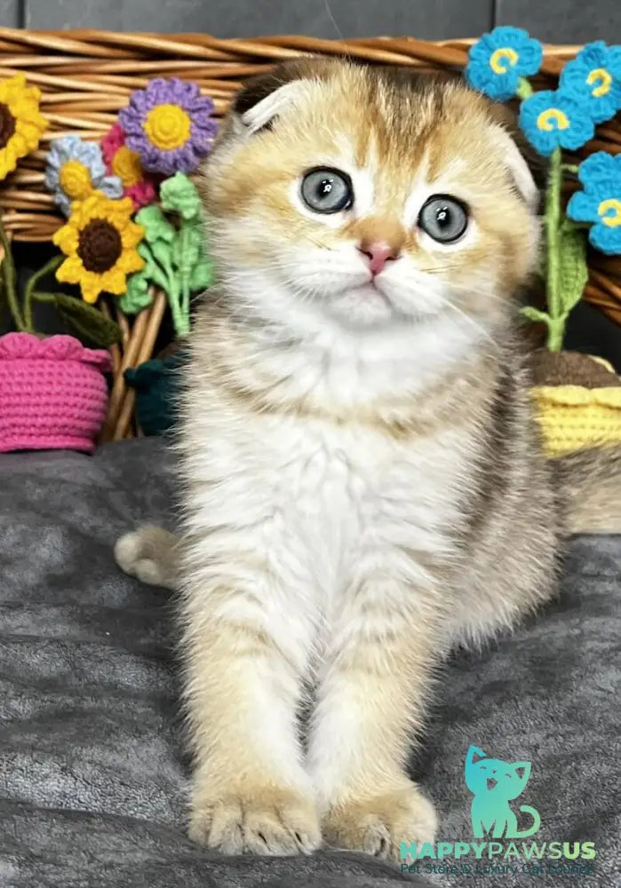 Konan Scottish Fold male black golden ticked tabby - live animals