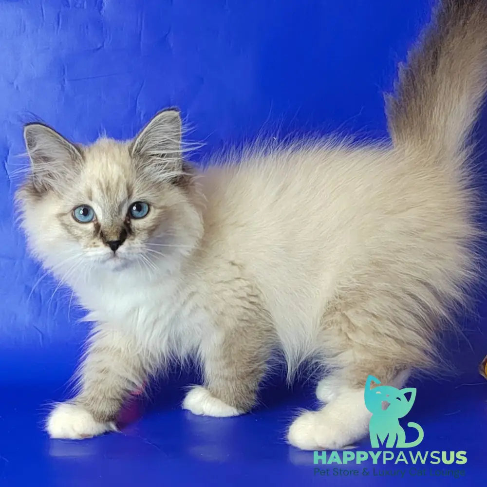 Konan Siberian male blue tabby pointed with white - live animals