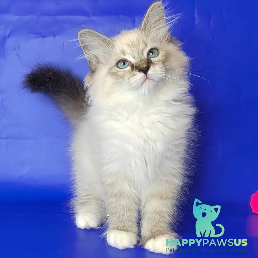 Konan Siberian male blue tabby pointed with white - live animals