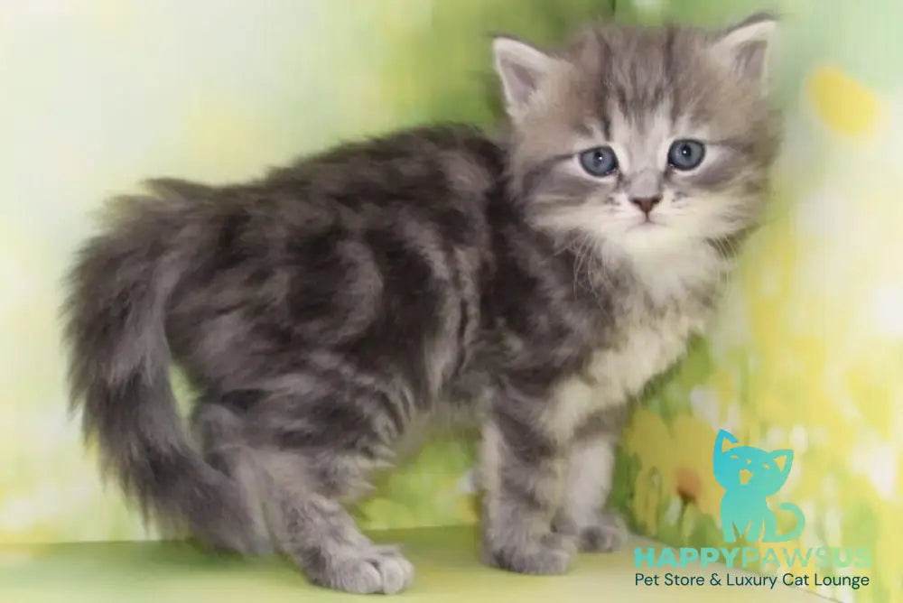 Konfetka Siberian female blue tortie tabby - live animals