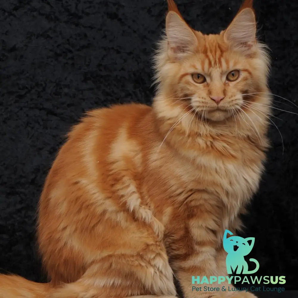 Konor Maine Coon male red - live animals