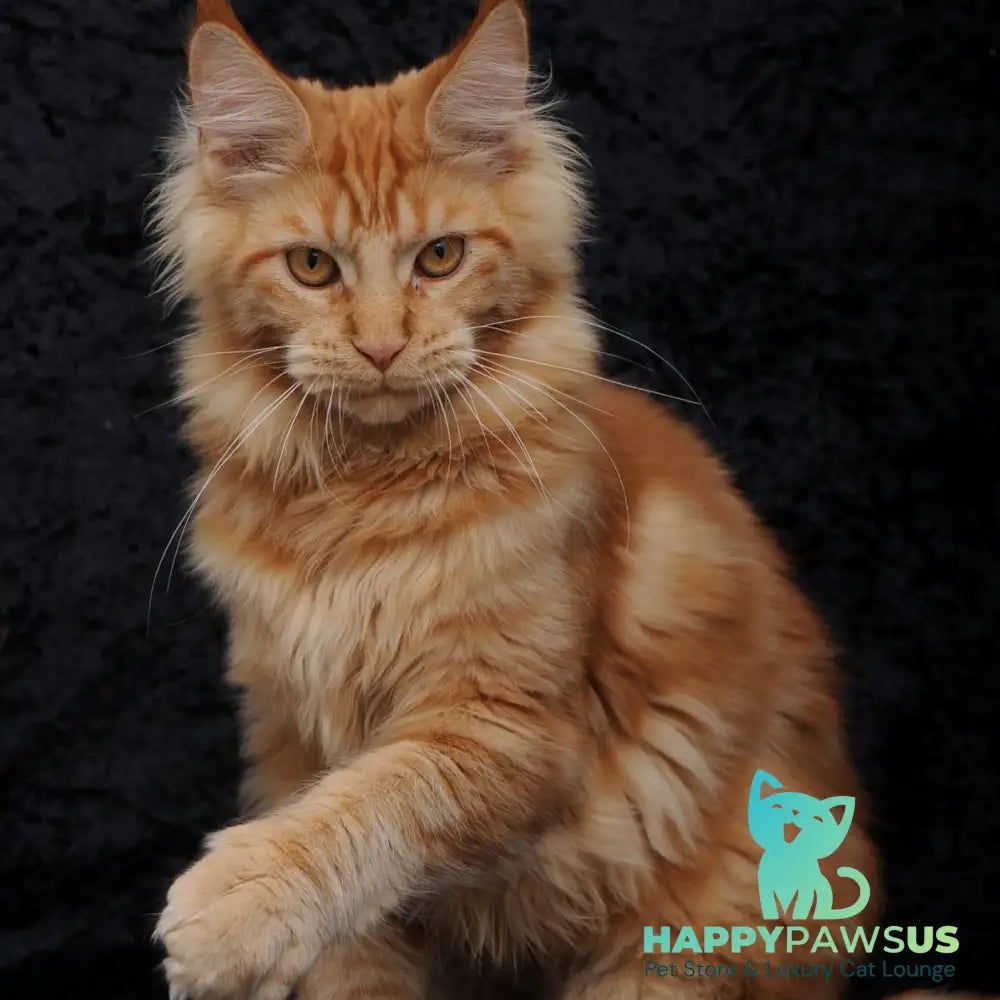 Konor Maine Coon male red - live animals