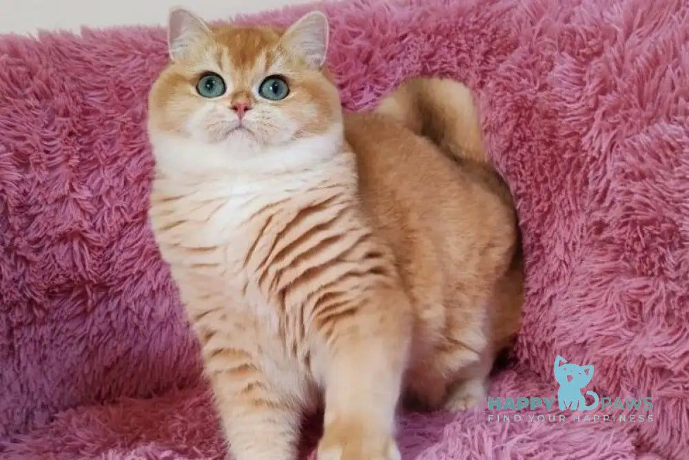 Konti British Shorthair male black golden chinchilla live animals