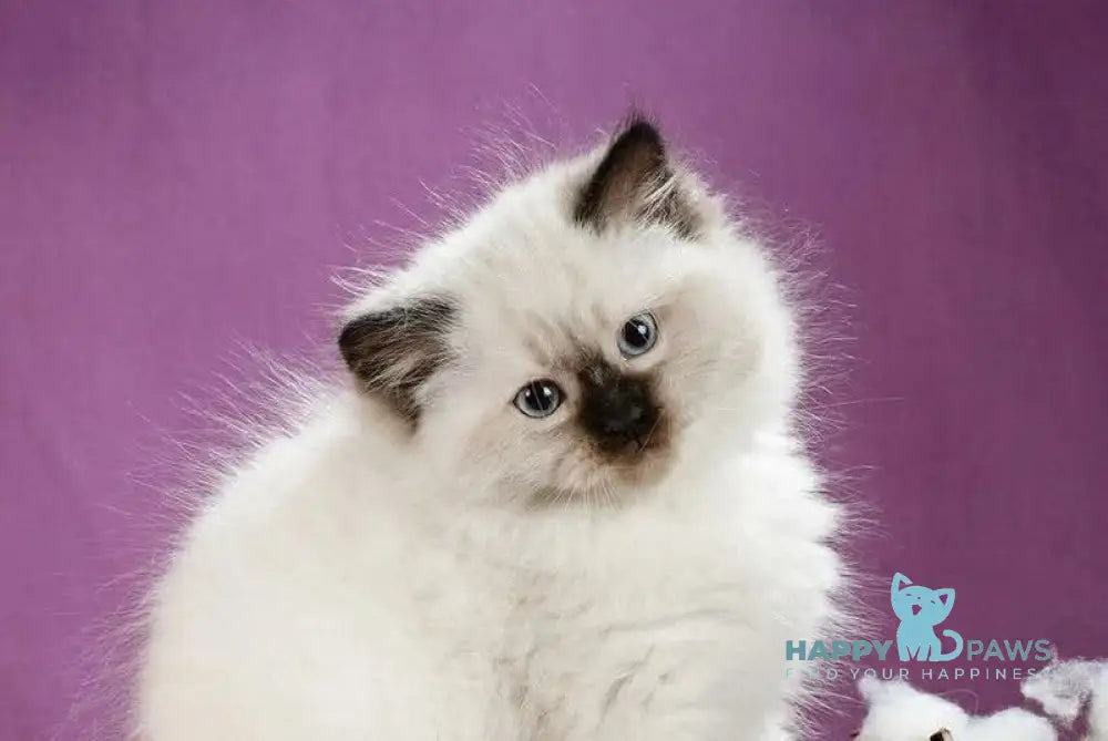 Kopernik Siberian male black pointed live animals