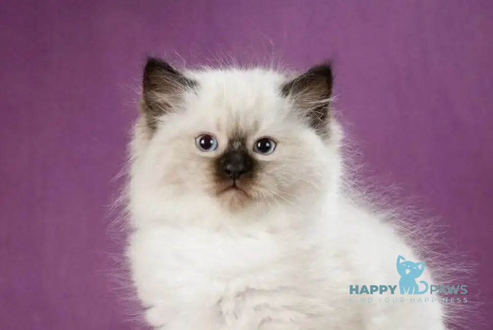 Kopernik Siberian male black pointed live animals