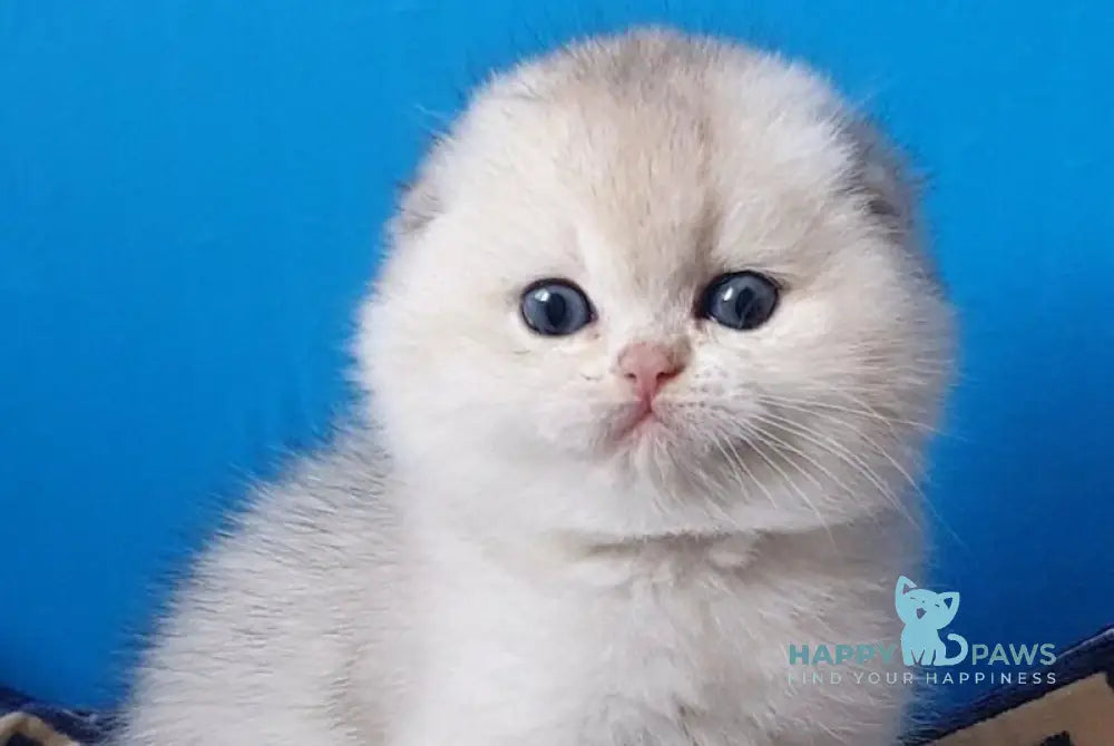Koral Scottish Fold male black silver shaded - live animals