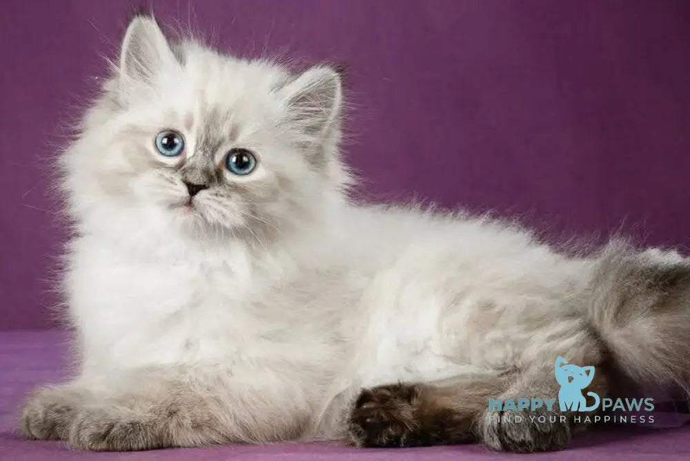 Koritsa Siberian female black tabby pointed live animals