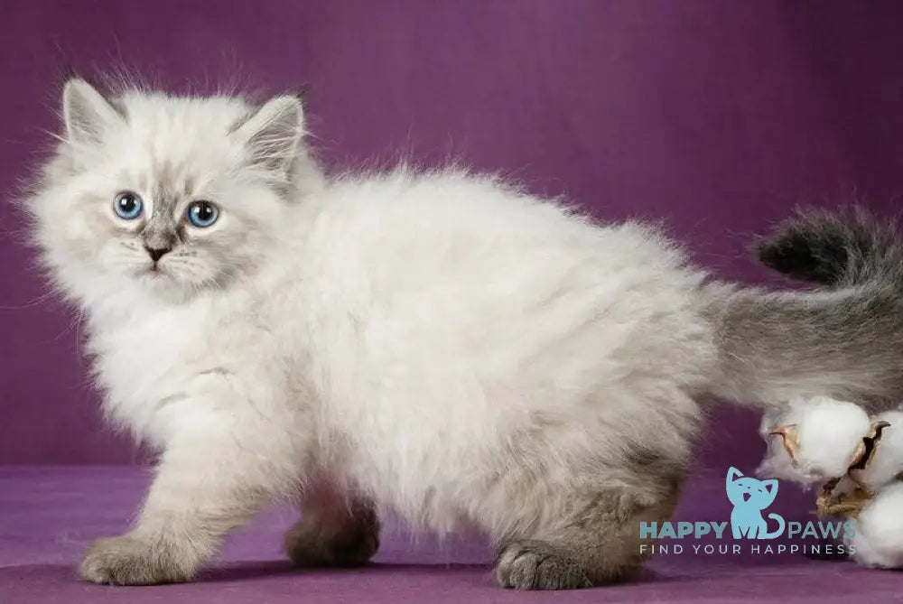 Koritsa Siberian female black tabby pointed live animals