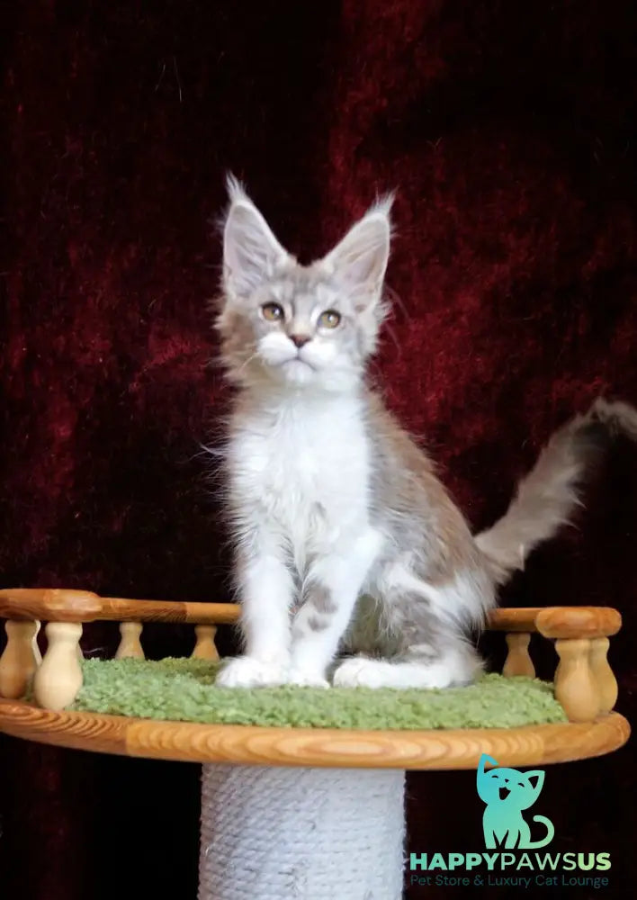 Korol Maine Coon male blue silver bicolour tabby live animals