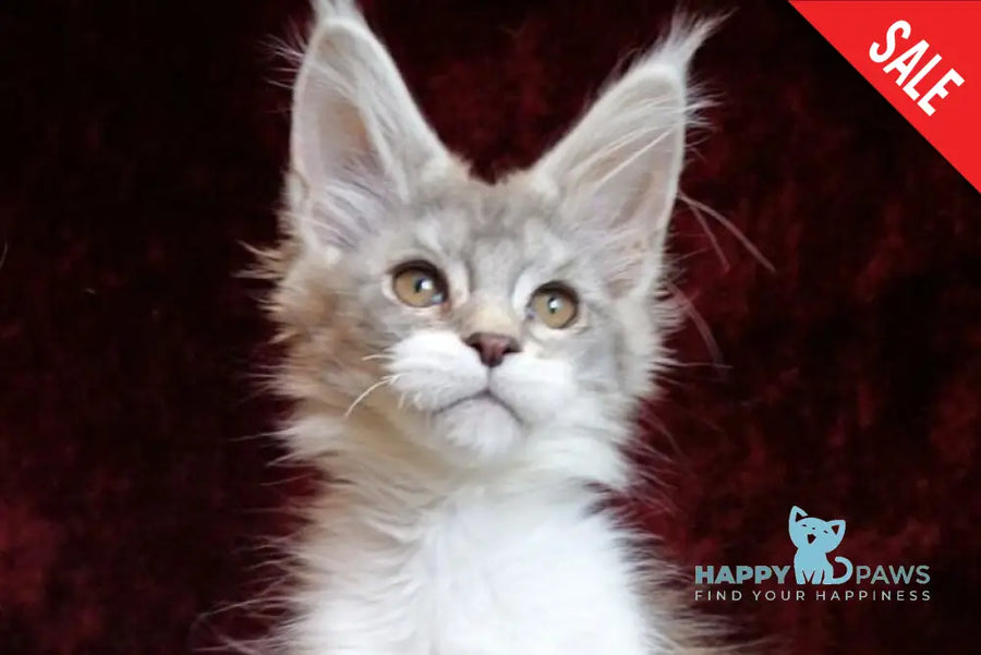 Korol Maine Coon male blue silver bicolour tabby live animals