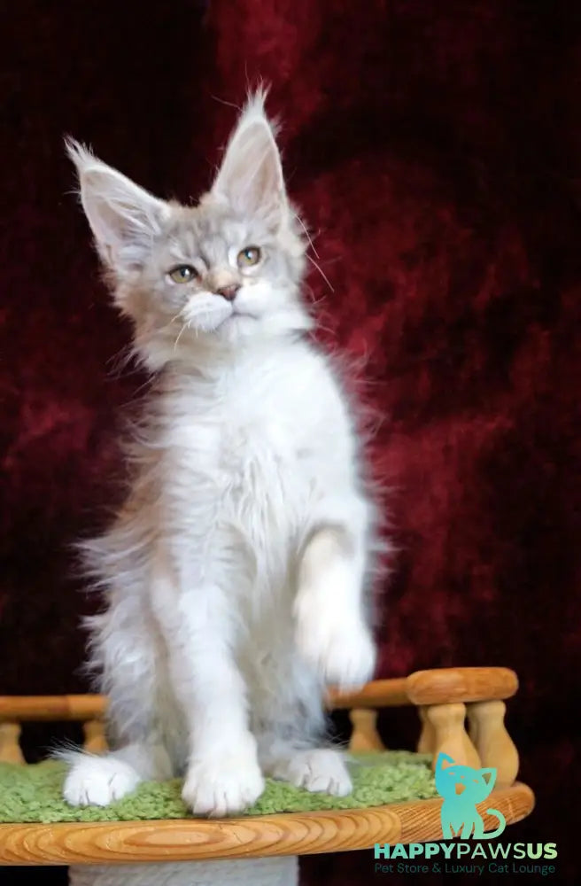 Korol Maine Coon male blue silver bicolour tabby - live animals