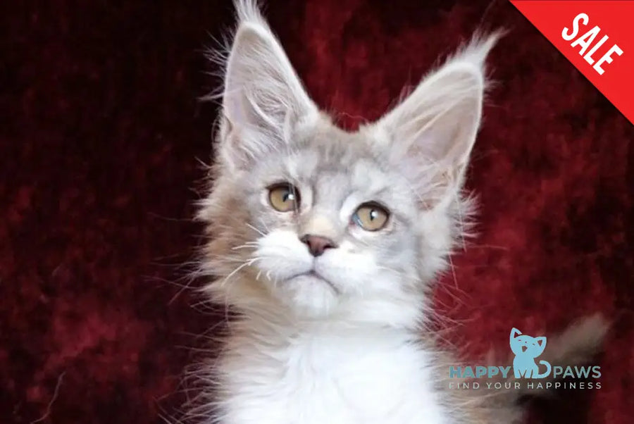 Korol Maine Coon male blue silver bicolour tabby live animals