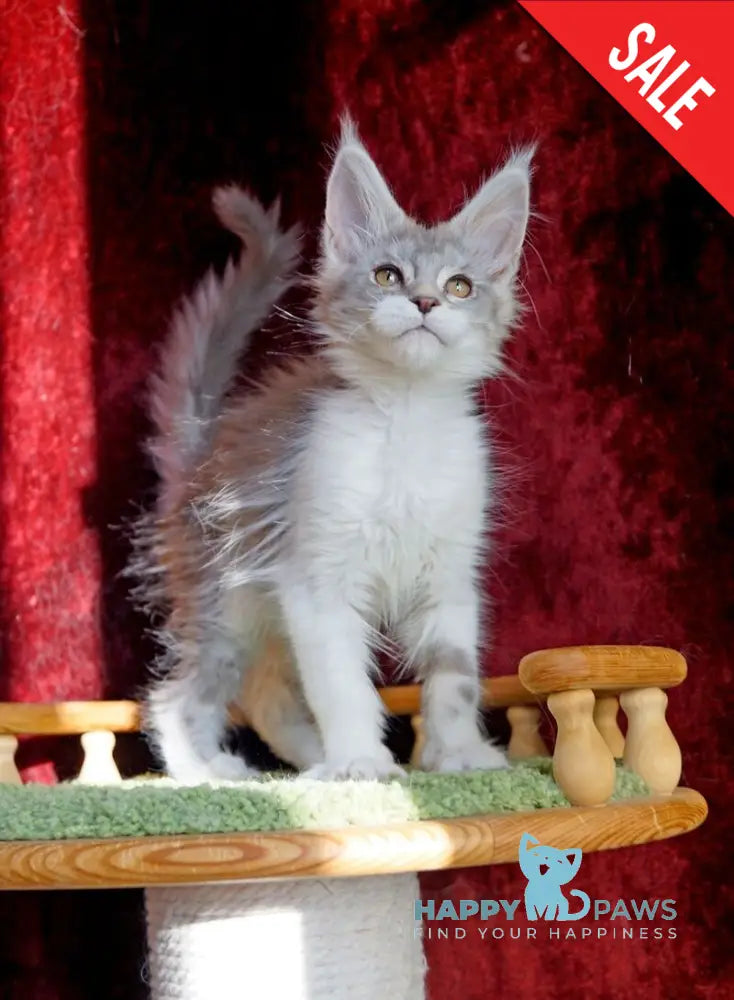Korol Maine Coon male blue silver bicolour tabby - live animals