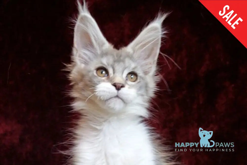 Korol Maine Coon male blue silver bicolour tabby - live animals