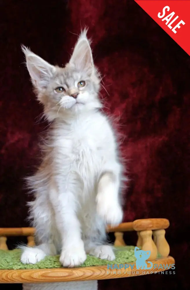 Korol Maine Coon male blue silver bicolour tabby - live animals