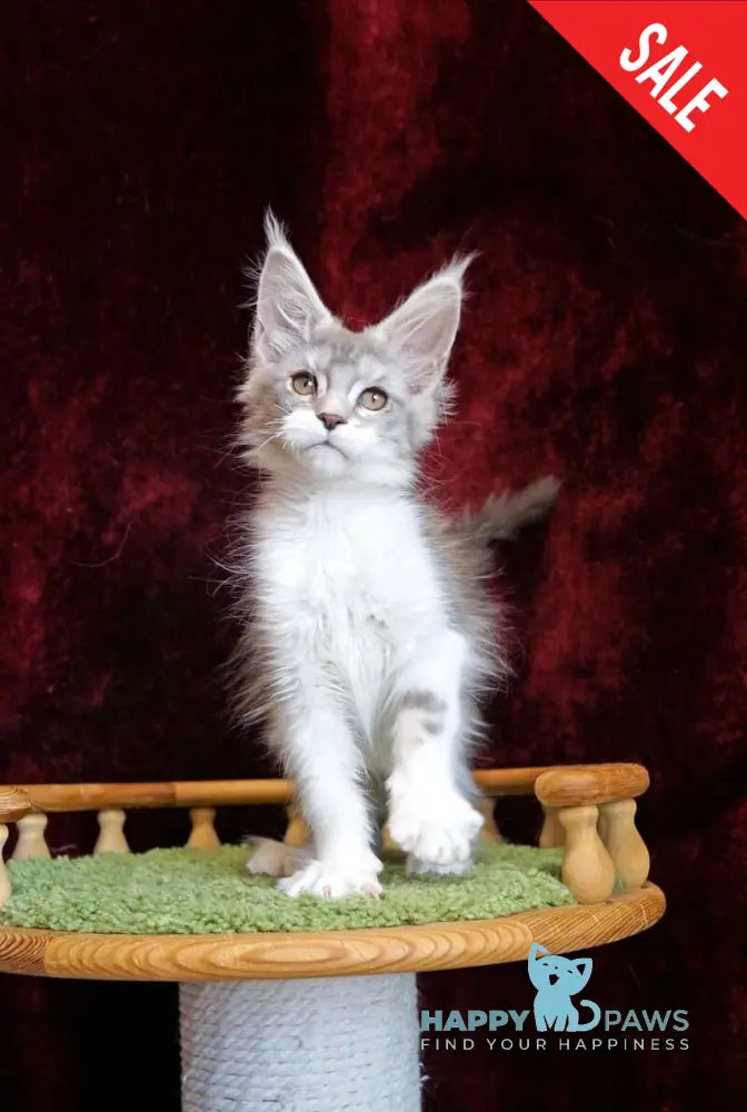 Korol Maine Coon male blue silver bicolour tabby - live animals