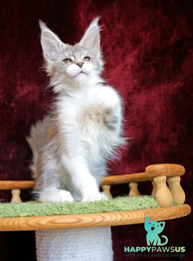 Korol Maine Coon male blue silver bicolour tabby - live animals