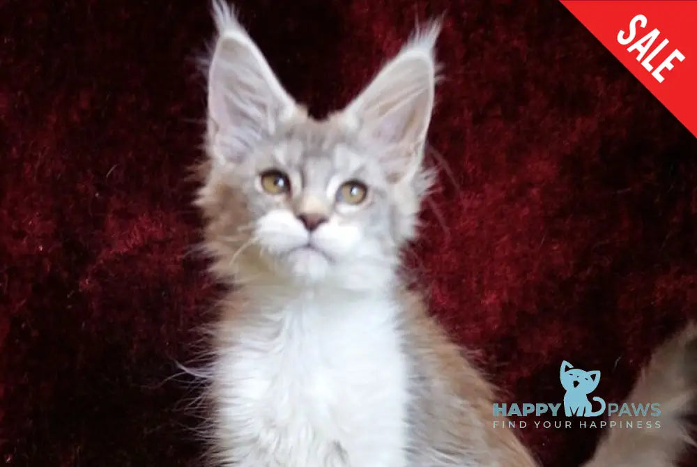 Korol Maine Coon male blue silver bicolour tabby - live animals