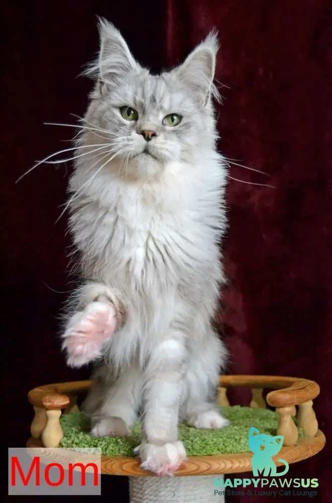 Korol Maine Coon male blue silver bicolour tabby live animals
