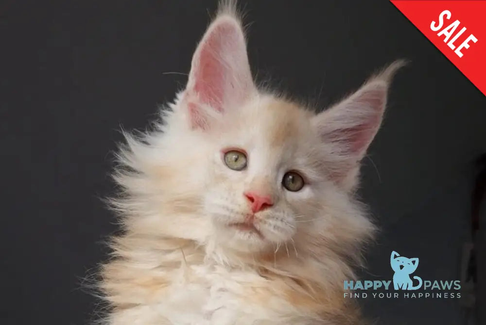 Korolevich Maine Coon male cream silver - live animals