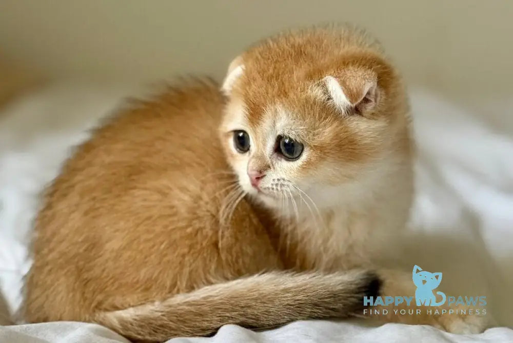 Korra Scottish Fold female black golden chinchilla live animals