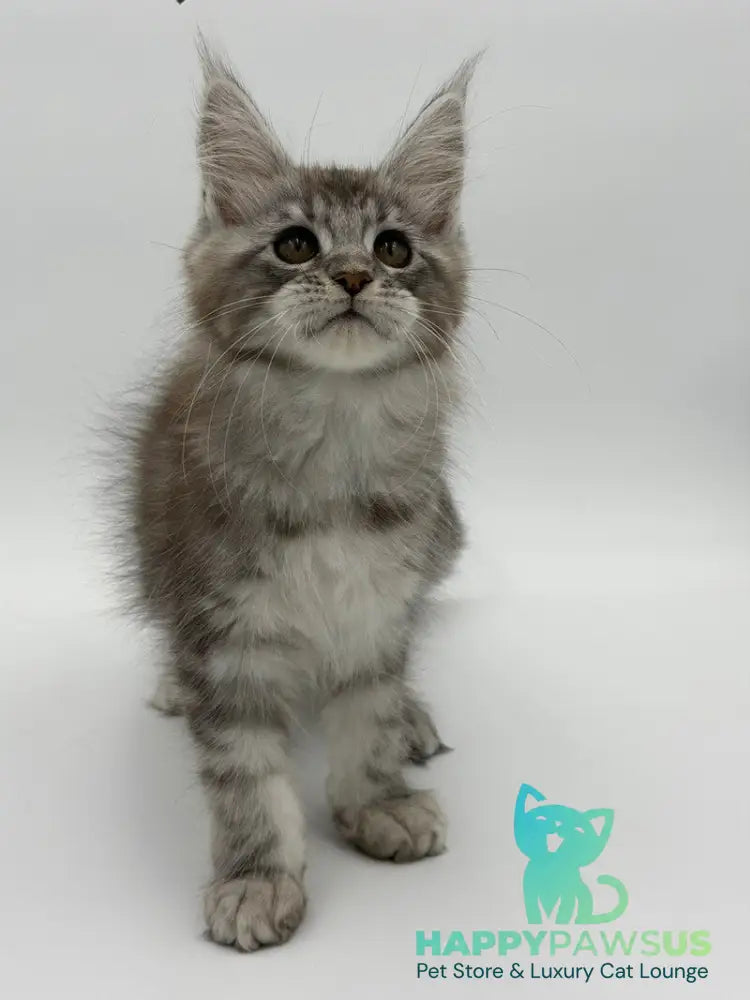 Kotello Maine Coon male black silver tabby - live animals