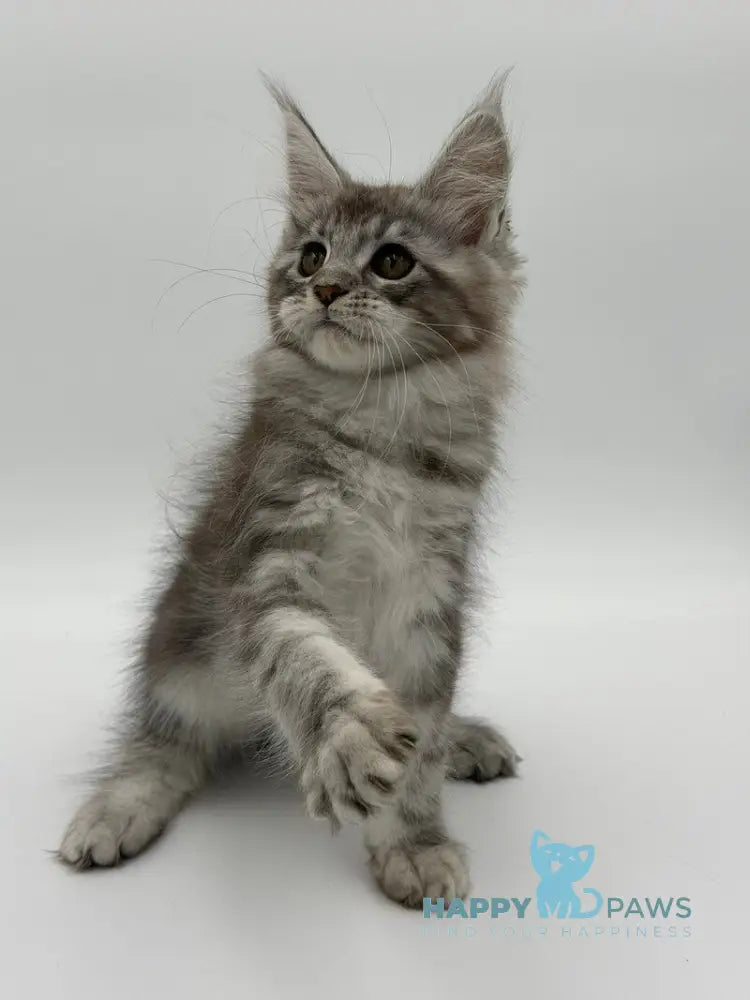Kotello Maine Coon male black silver tabby - live animals