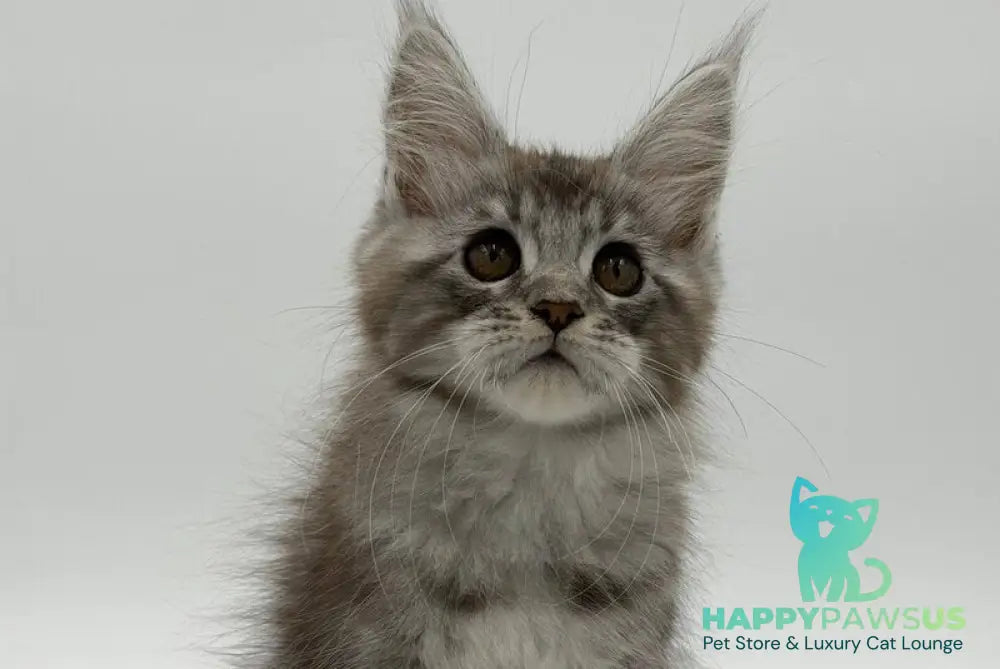 Kotello Maine Coon male black silver tabby - live animals
