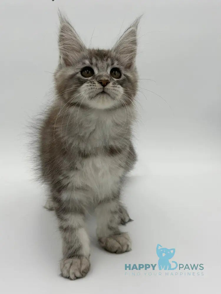 Kotello Maine Coon male black silver tabby - live animals