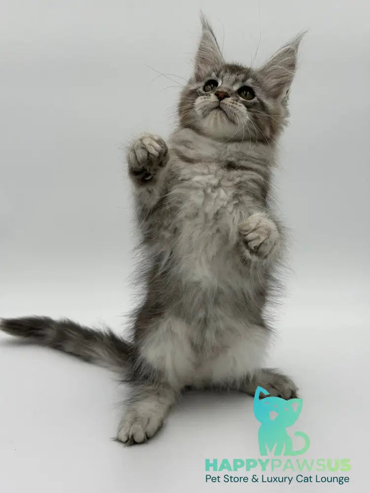 Kotello Maine Coon male black silver tabby - live animals