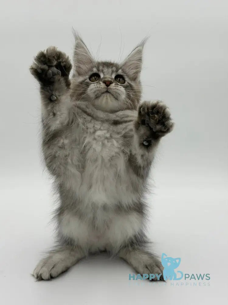 Kotello Maine Coon male black silver tabby - live animals