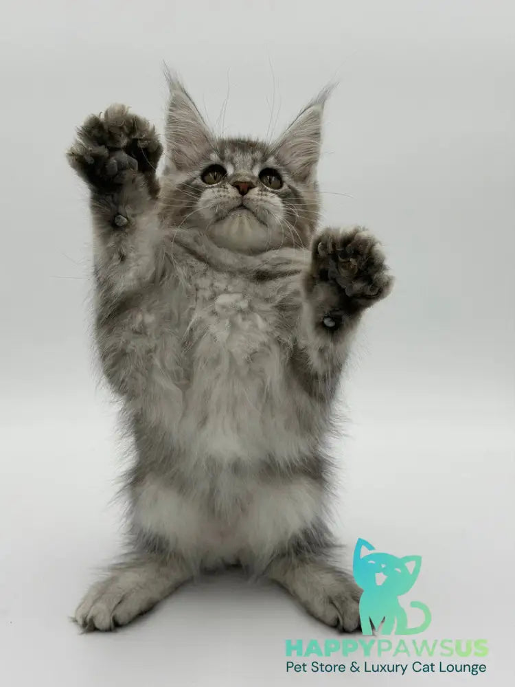Kotello Maine Coon male black silver tabby - live animals