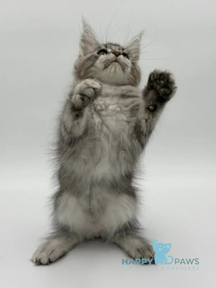 Kotello Maine Coon male black silver tabby - live animals