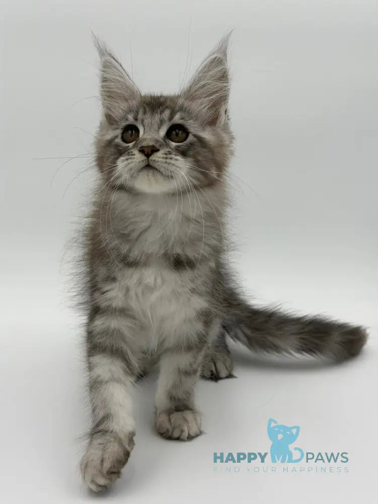 Kotello Maine Coon male black silver tabby - live animals