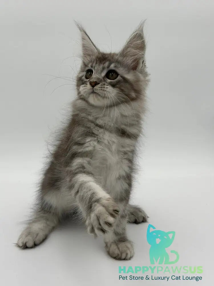 Kotello Maine Coon male black silver tabby - live animals