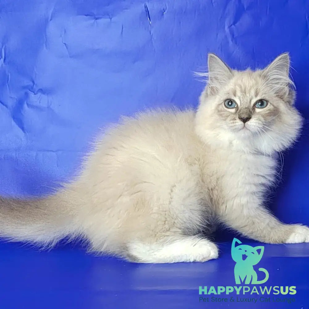 Kovboj Siberian male blue tabby pointed with white - live animals